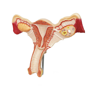 Anatomy model of the female genitalia