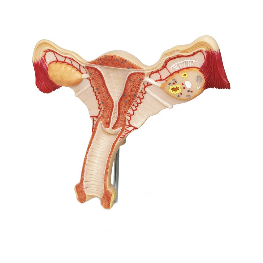 Anatomy model of the female genitalia