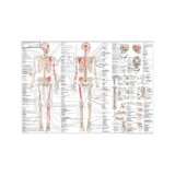 The Anatomy Anatomy of the Movement Swedish and Latin