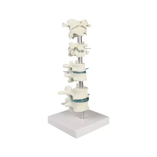 Vertebra collection, 8 vertebrae with stand