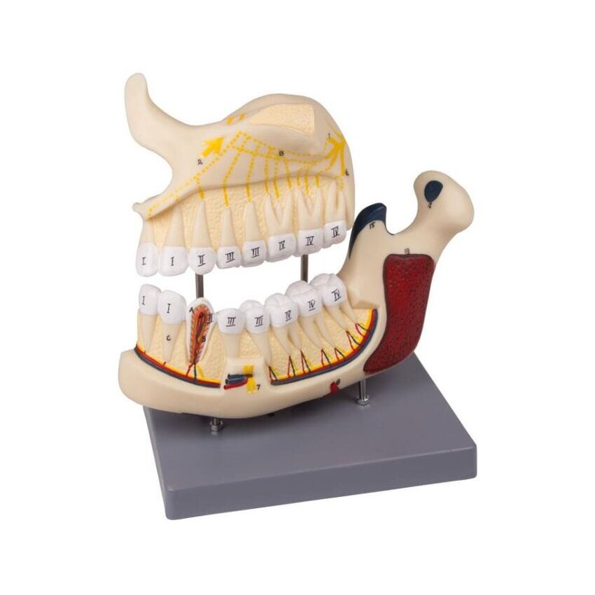 Upper and lower jaw model dentist