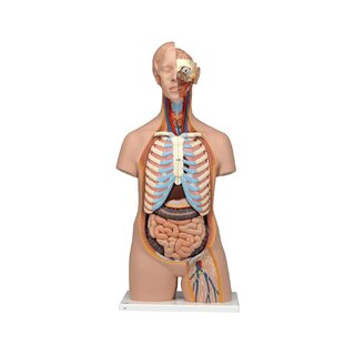Anatomy Doll - torso 16 parts