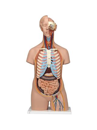 Anatomy Doll - torso 16 parts