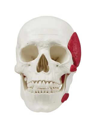 Skull with masticatory muscles, 3-part