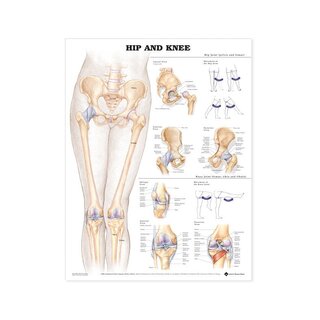 Anatomy poster - Hip / Knee