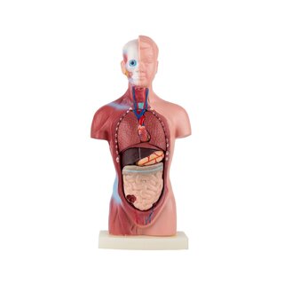 Anatomical Torso - 15 parts | gift tips