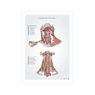 Neck muscles anatomy poster 50x70mm