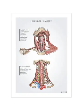 Neck muscles anatomy poster 50x70mm