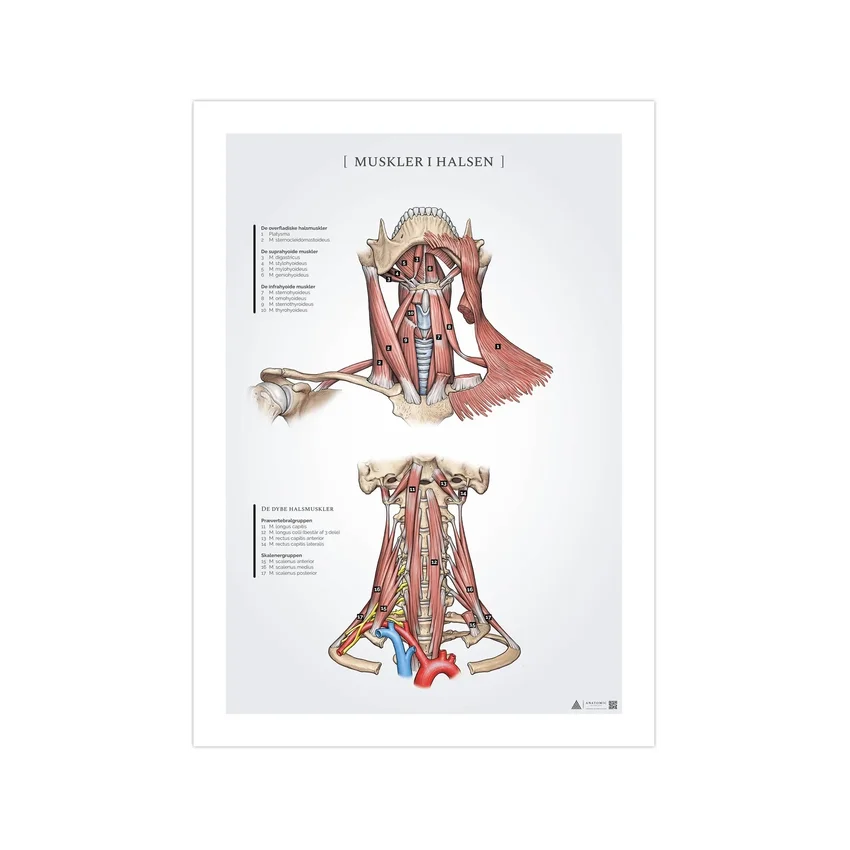Neck muscles anatomy poster 50x70mm