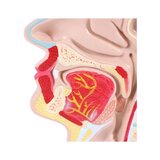 Anatomical model of mouth and throat