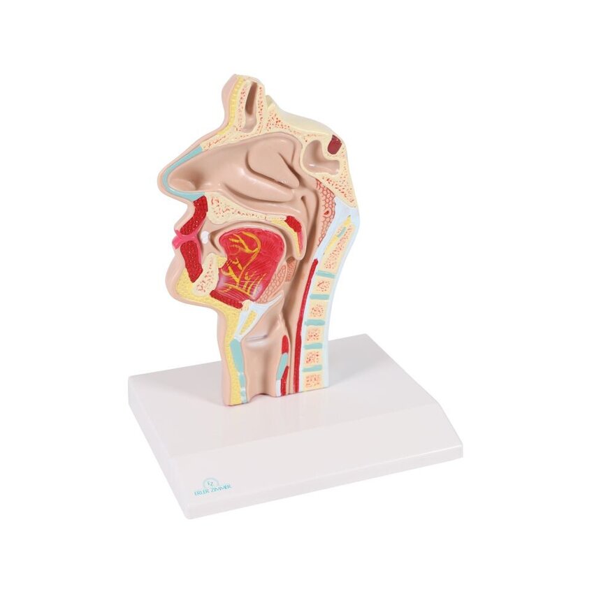 Anatomical model of mouth and throat