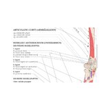 The Anatomy Anatomy of the Movement Swedish and Latin