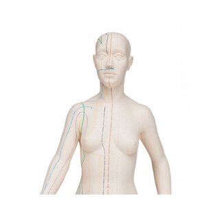 Acupuncture Model 70 cm - Female