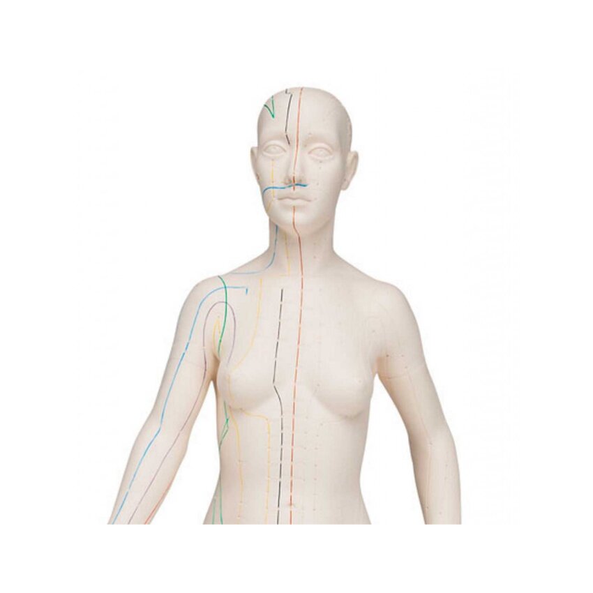 Acupuncture Model 70 cm - Female
