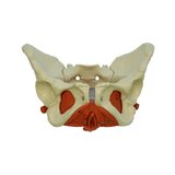 Female pelvis model with pelvic floor