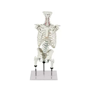 Spine for demonstrating posture errors