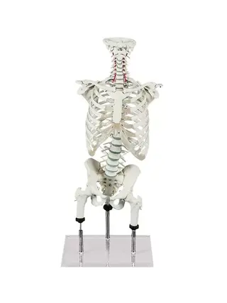 Spine for demonstrating posture errors