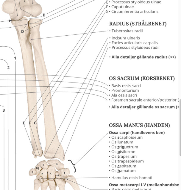 Rörben The Anatomy Anatomy of the Movement Swedish and Latin | Skeleton ...